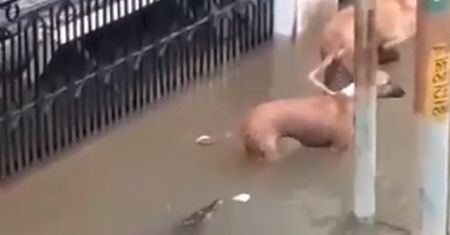 Powodzie w Indiach. Krokodyle urządziły polowanie na psy