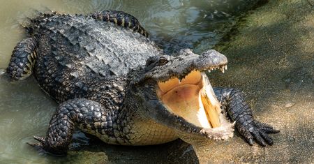 Mężczyzna złamał kwarantannę. Został zjedzony przez krokodyla