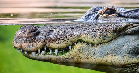 Krokodyl zabił mężczyznę na oczach przerażonego siostrzeńca