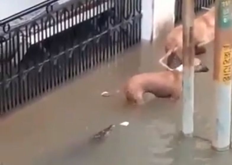 Powodzie w Indiach. Krokodyle urządziły polowanie na psy
