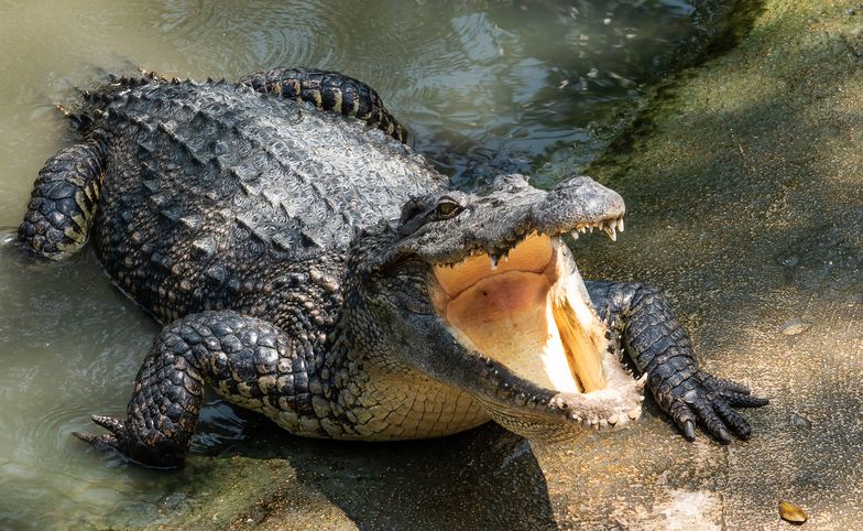 Krokodyl zjadł mężczyznę