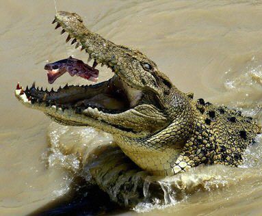 Krokodyl zaatakował turystów