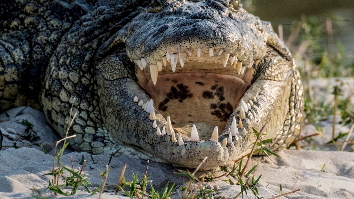 Krokodyl zaatakował 9-letnią dziewczynkę w Zimbabwe. Uratowała ją starsza koleżanka.