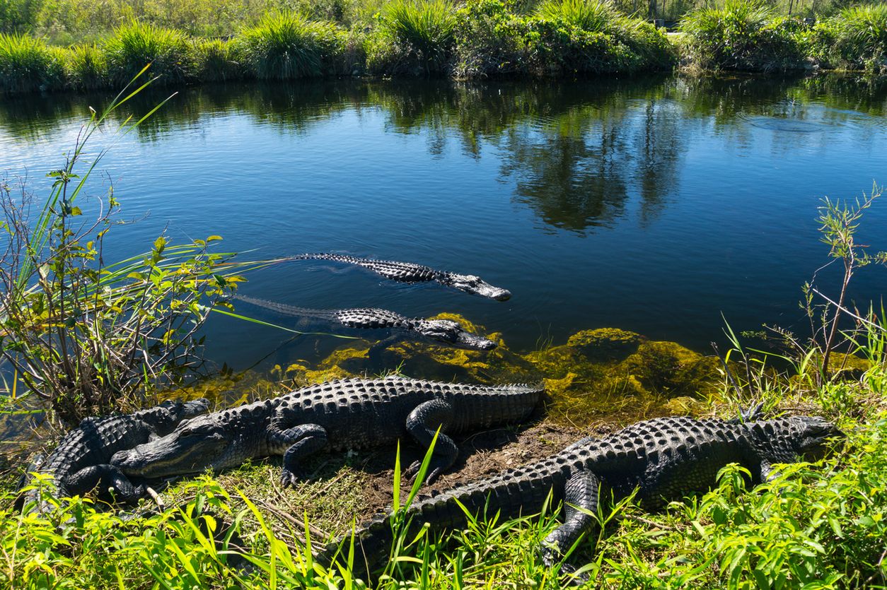 Koronawirus w Rwandzie. Złamał zasady kwarantanny, pożarły go krokodyle