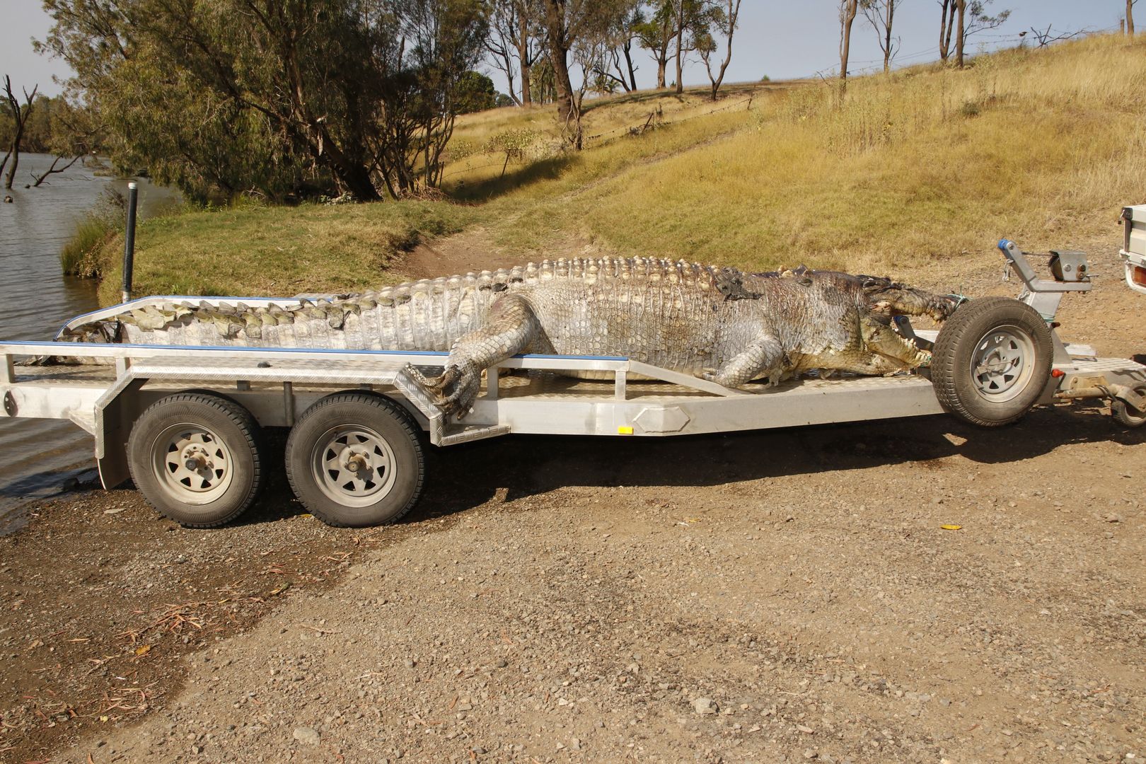 Zastrzelił legendę Australii. 100-letni krokodyl miał pożerać krowy