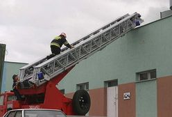 Sokoły wędrowne nad Siedlcami