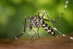 Komary tygrysie dotarły do Polski. Przenoszą groźne choroby