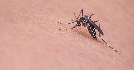 Komary jedzą plastik. Skutek jest tragiczny dla łańcucha pokarmowego