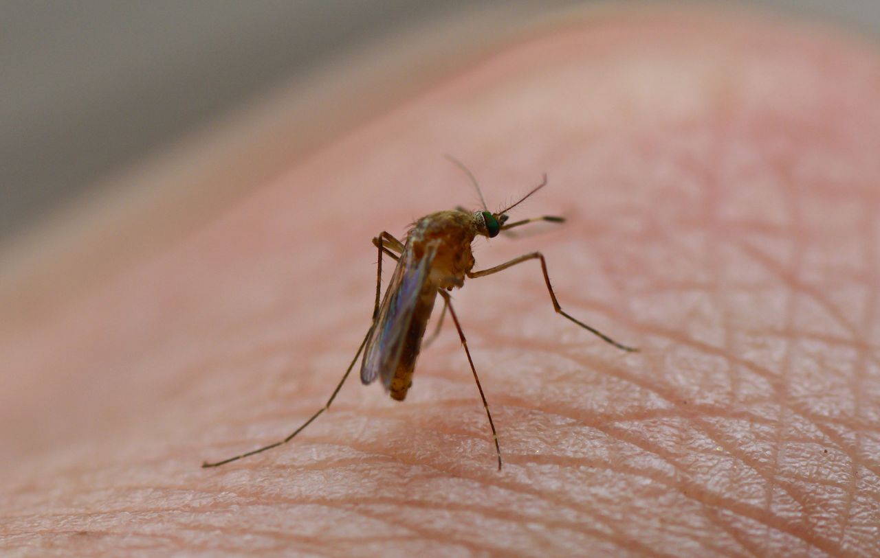 Znaleźli broń na komary. 99 proc. populacji insektów wybito w zaledwie 45 dni