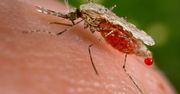 Malaria odporna na leczenie. Naukowcy ostrzegają: "może być globalnym zagrożeniem"