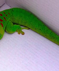 Egzotyczna jaszczurka w Złotych Tarasach. Biegała po galerii