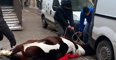 Koń ciągnący dorożkę przewrócił się w centrum Krakowa. Właściciele nie czekali na weterynarza