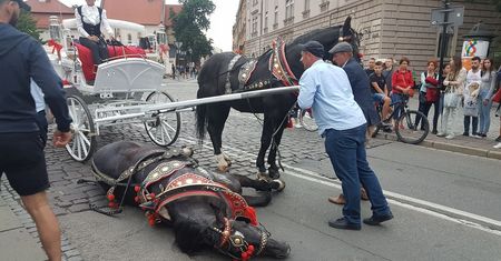 Dorożkarski koń przewrócił się pod Wawelem. "Nie zamierzacie nic z tym robić?!"