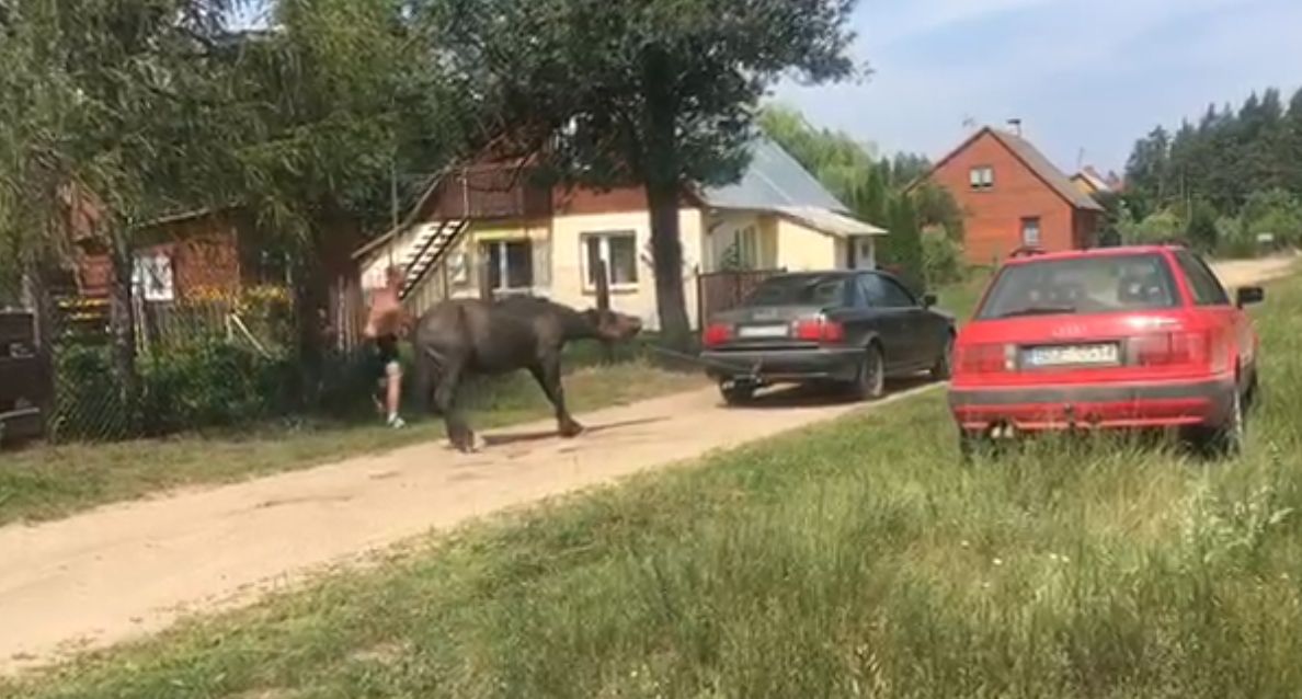 Przywiązali konia do samochodu i bili go. W minutę dostał 21 batów