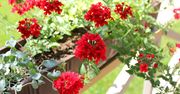 Posadź zamiast pelargonii. Z daleka zachwyca kolorami