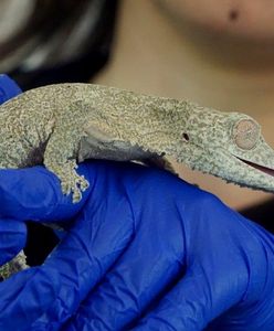 Wrocław: ZOO ma nowych mieszkańców