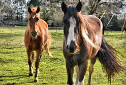 Wypadek na koloniach. Spłoszone konie stratowały dziecko na Dolnym Śląsku