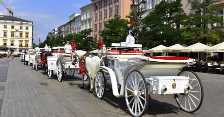 Krakowskie konie bez szans na odrobinę cienia. Bezduszne przepisy dotyczące zwierząt