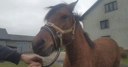Mazowsze. Konie biegają po drodze ekspresowej S8. Fundacja Pegasus złapała dwa zwierzęta