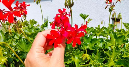 Dodaj 2 łyżeczki do podlewania. Pelargonia zakwitnie na nowo
