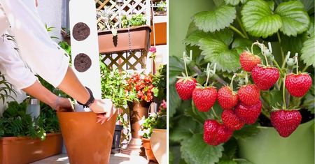 Jak uprawiać truskawki na balkonie? Ten sposób zapewni gigantyczne plony