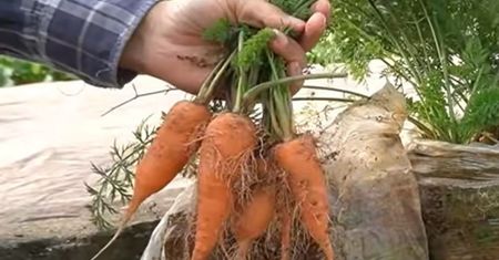 Jak uprawiać marchew na balkonie? Instrukcja krok po kroku