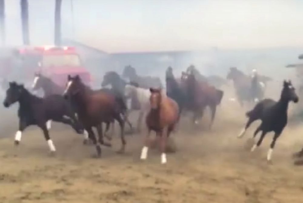 500 koni uciekało przed ogniem. Poruszające wideo