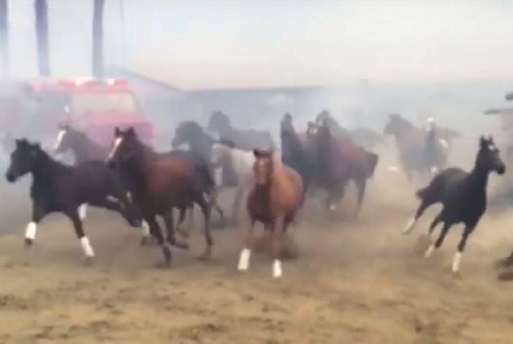 500 koni uciekało przed ogniem. Poruszające wideo