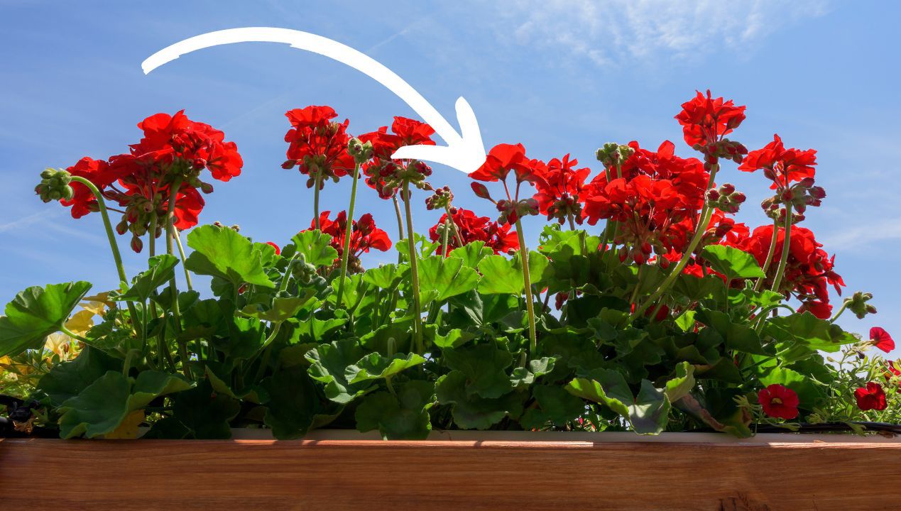 pelargonie na balkonie fot. getty images