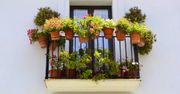 Czy za balkon obsadzony kwiatami można dostać mandat? Lepiej miej się na baczności