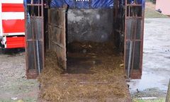 Przewozili konie w strasznych warunkach. Jeden padł z wycieńczenia