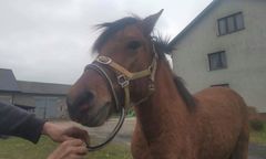 Mazowsze. Konie biegają po drodze ekspresowej S8. Fundacja Pegasus złapała dwa zwierzęta