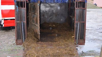 W takich warunkach przewożono sześć koni