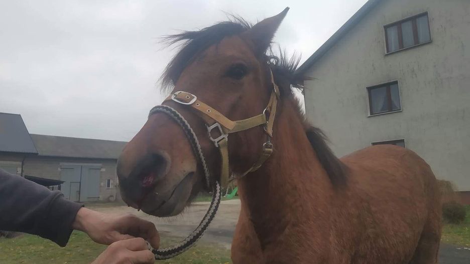 Jeden ze złapanych koni, który biegał po drodze ekspresowej