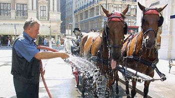 Konie na wiedeńskiej ulicy