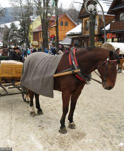 Konie w zaprzęgach są przeciążone. Receptą tachografy?