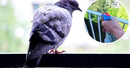 Pryskam balkon wodą z jednym dodatkiem. Trik mojej babci działa za każdym razem