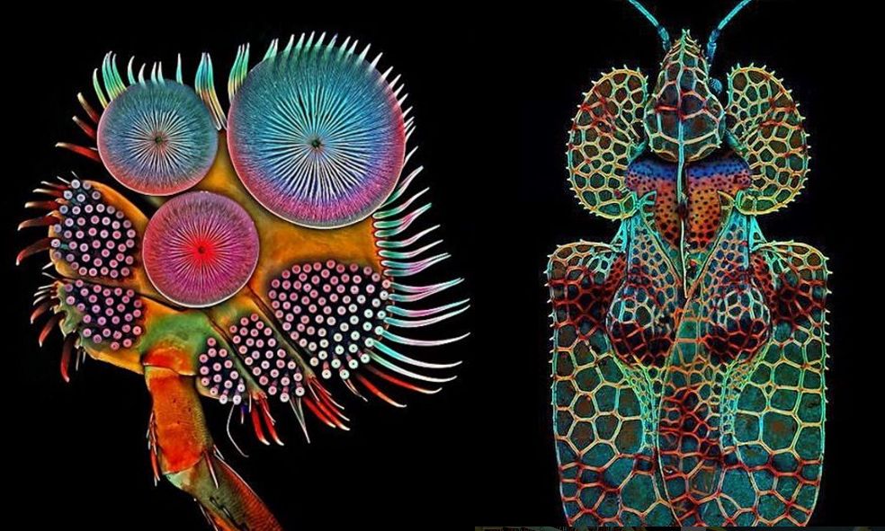 Są piękne, ale brzydziłbyś się ich dotknąć