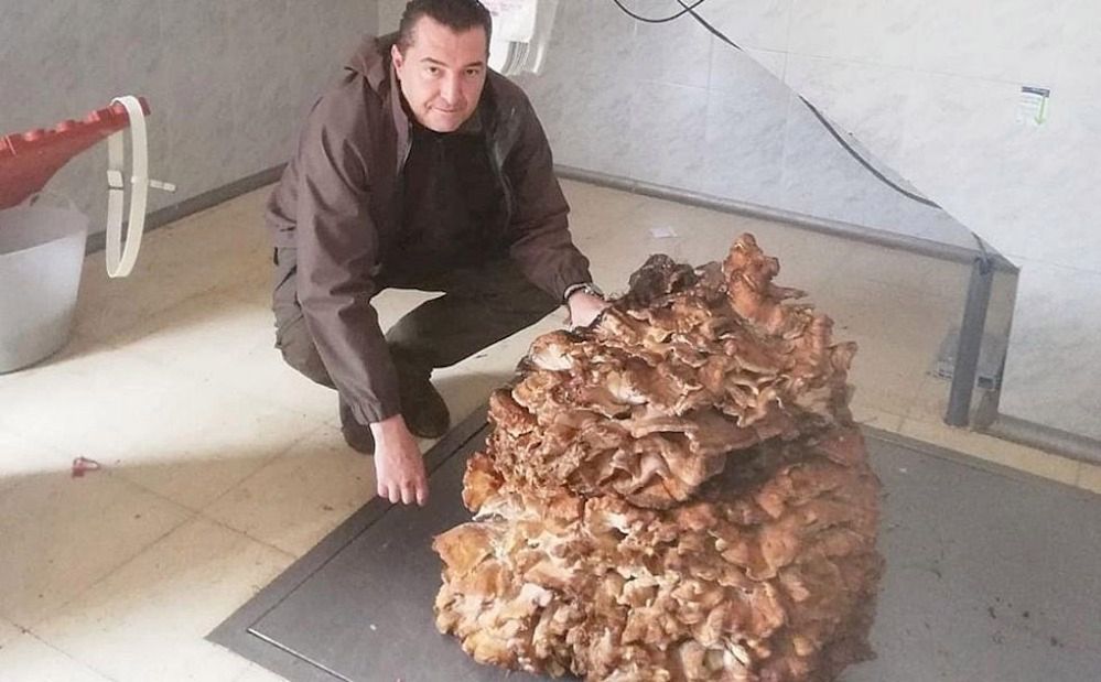 Największy grzyb na świecie. Znaleziono go w Hiszpanii