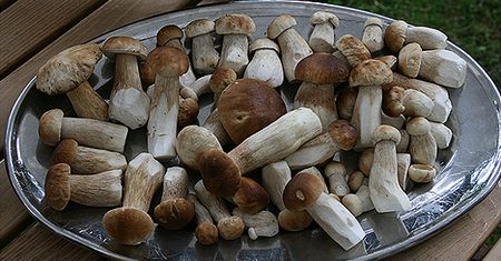 Gigantyczne grzybobranie