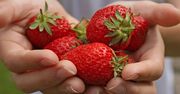 Czas na truskawkę