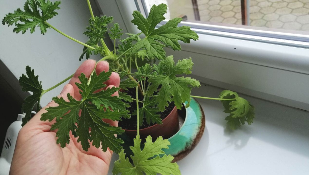Anginka szybko rośnie, ale bujnie się rozkrzewi i będzie piękna, jeśli zrobisz jedną rzecz