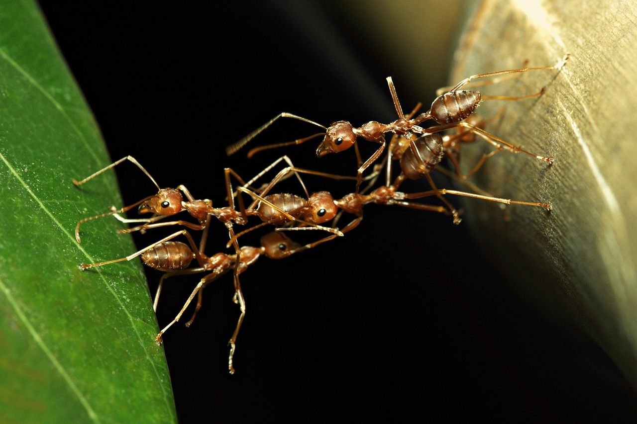 jak pozbyć się mrówek z trawnika, fot. getty images