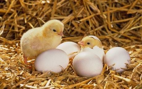 Chicks hatching...Chicks hatching --- Image by   Elmar Krenkel/zefa/Corbis