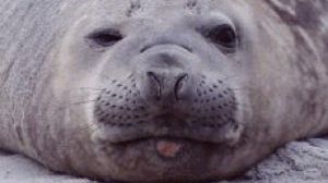 Wędrówki fok z Helu w Internecie