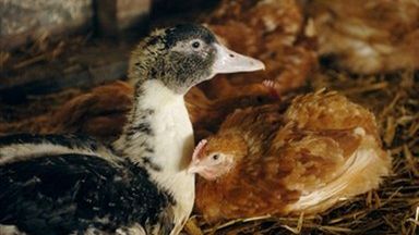 Wirusem H5N1 zaraziła się kaczka