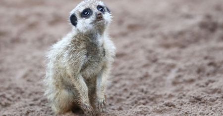 Tragedia w węgierskim zoo.12-latek zabił ciężarną surykatkę