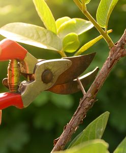 UOKiK przestrzega przed kosiarkami i sekatorami. Problem może dotyczyć ponad 20 proc. z nich