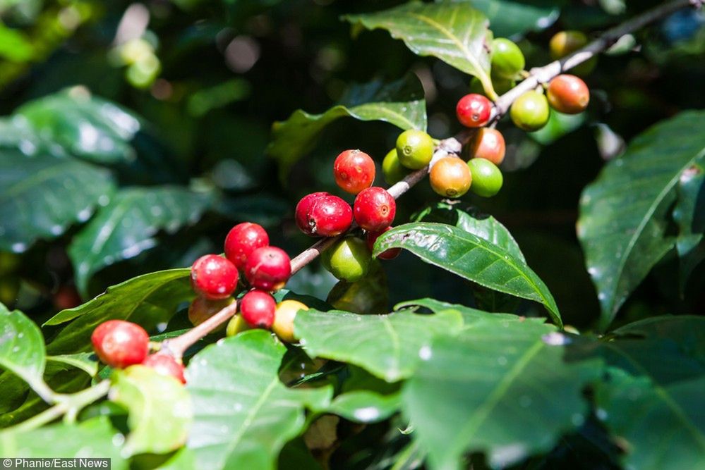 Jedna z najbardziej zagrożonych roślin. 60 proc. dzikich gatunków kawy może wyginąć