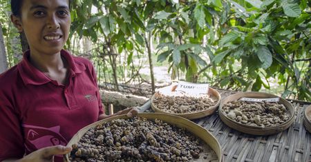 Kawa luwak. Napój dla wielbicieli mocnych wrażeń